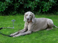 Peggy Peg Pet Peg 2.0 Schraubhering